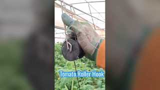 Tomatenrollerhaak
